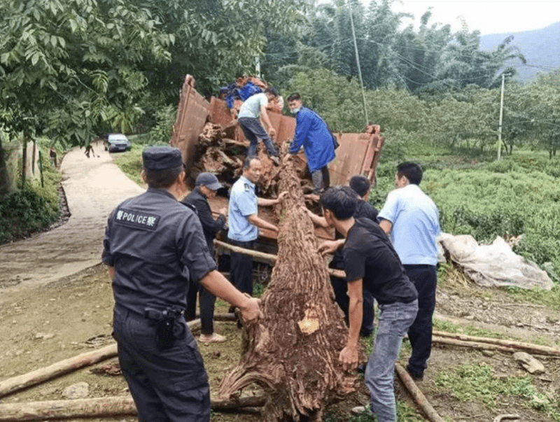 非凡体育边境雨林盗伐古树制成茶几板销售云南一危害古树名木案告破(图1)