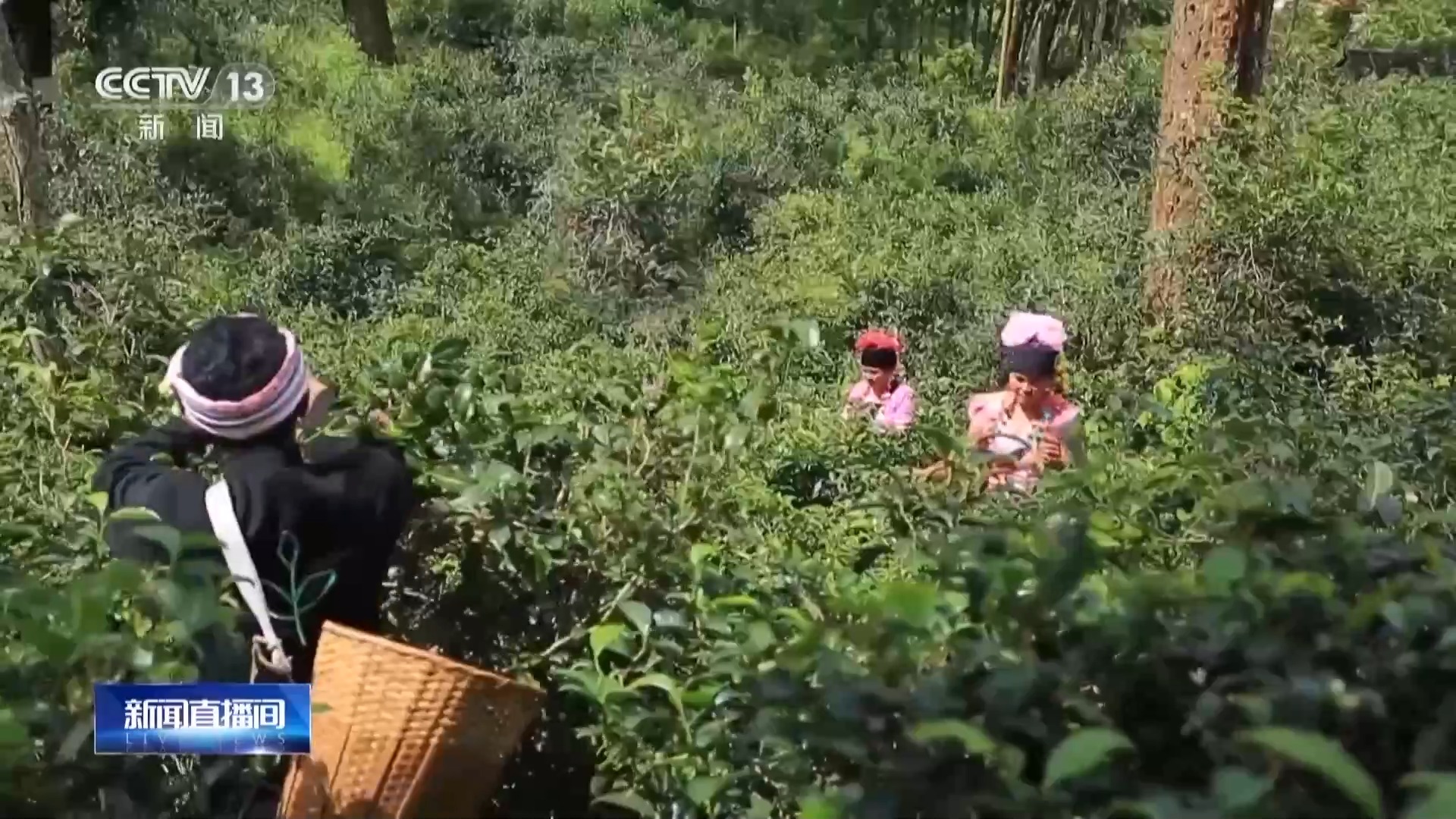 非凡体育在林下种植茶！世界遗产中首例茶文化景观是什么样的？(图7)