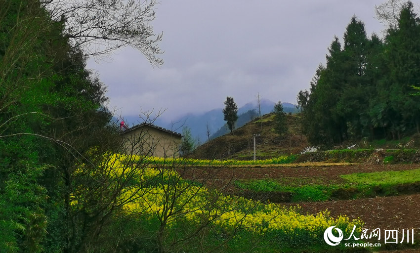 四川万源：一叶兴一业非凡体育茶翠巴山青(图5)