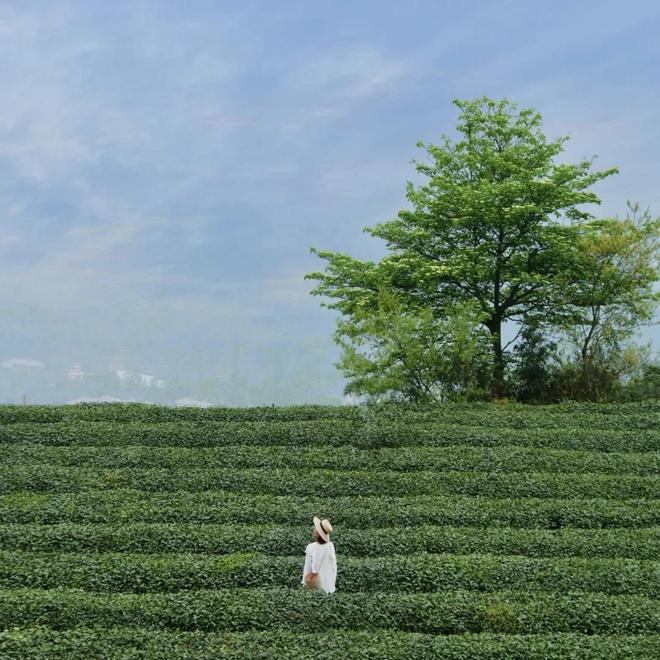 看熊猫、喝雅茶 第二十非凡体育届蒙顶山茶文化旅游节将于3月27日举办(图2)