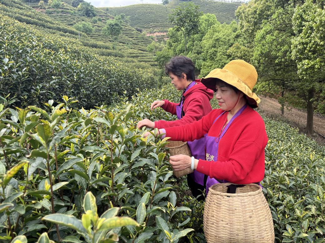 非凡体育“幸福非遗”——德清阜溪非遗进邻家之“遇见·觅茶香”(图2)