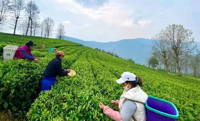 清华文化+云南普洱土林茶业蝉联“中茶杯”金奖【启迪·∞计划非凡体育】(图2)